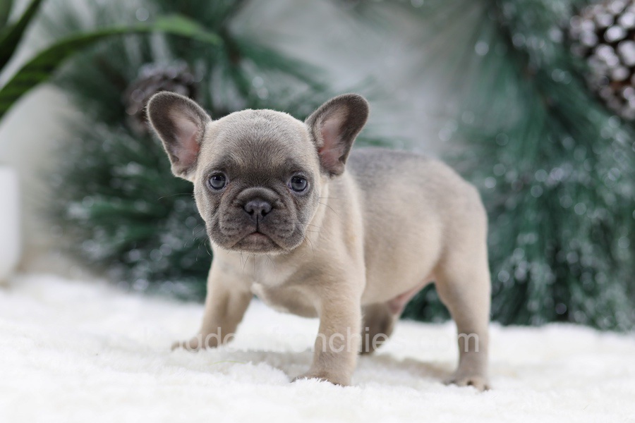 Halden Image of Halden, a French Bulldog puppy