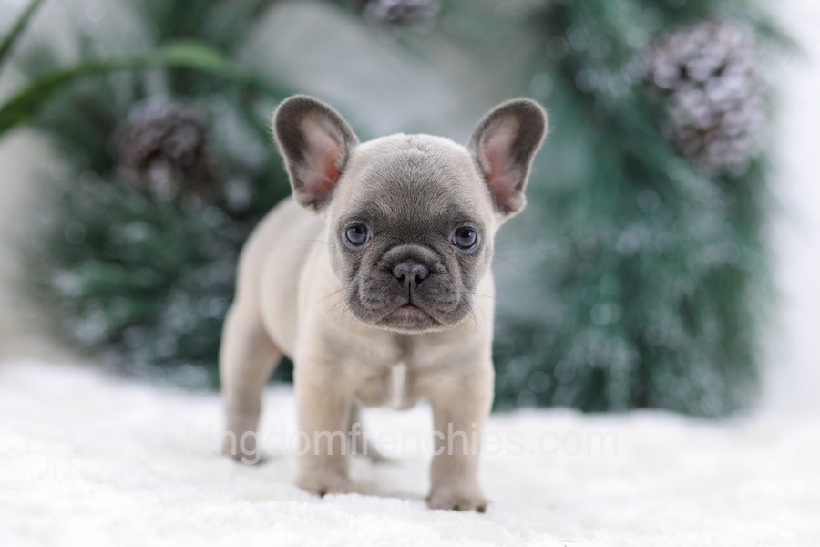 Halden Image of Halden, a French Bulldog puppy