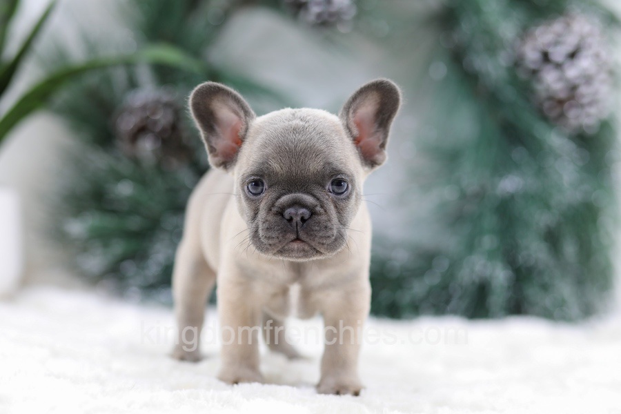 Halden Image of Halden, a French Bulldog puppy