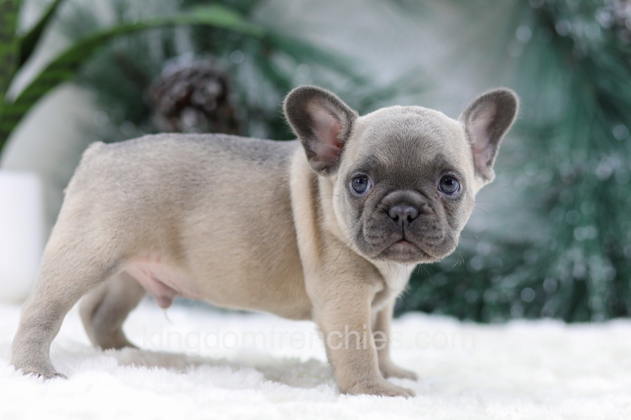 Halden Image of Halden, a French Bulldog puppy