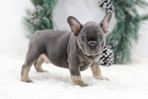 Image of Champ, a French Bulldog puppy