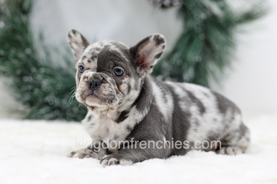 Dena Image of Dena, a French Bulldog puppy