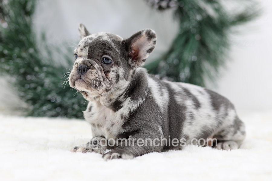 Dena Image of Dena, a French Bulldog puppy