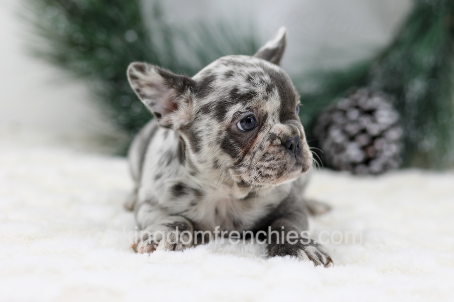 Dena Image of Dena, a French Bulldog puppy