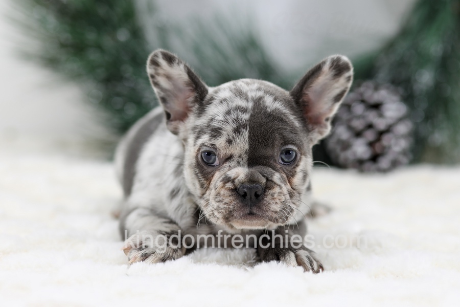 Dena Image of Dena, a French Bulldog puppy