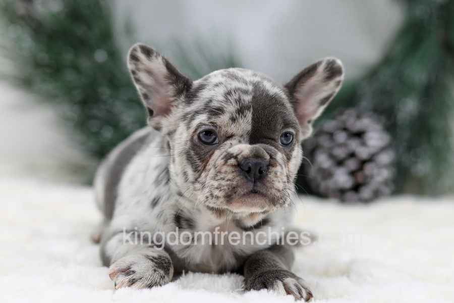 Dena Image of Dena, a French Bulldog puppy