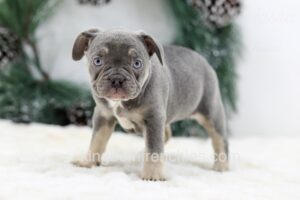 Image of Iris, a French Bulldog puppy