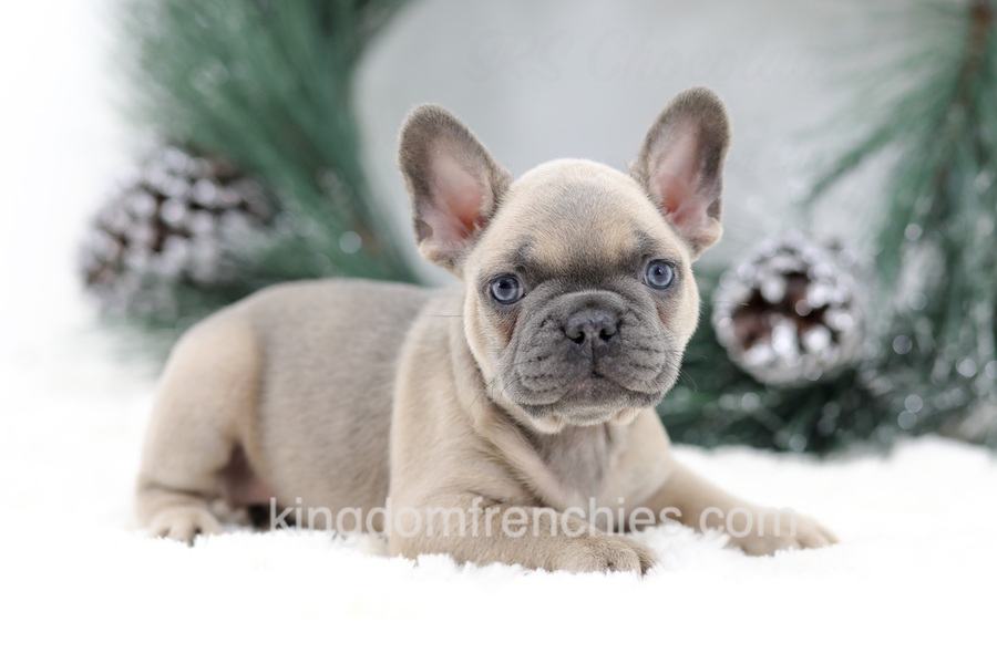 Kallie Image of Kallie, a French Bulldog puppy