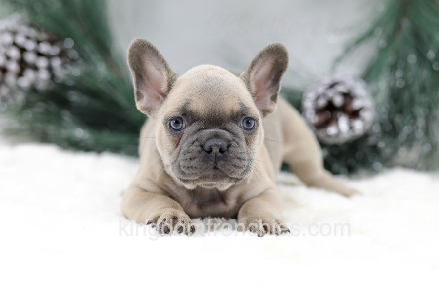 Kallie Image of Kallie, a French Bulldog puppy