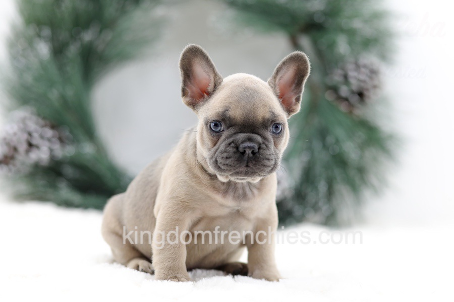 Kallie Image of Kallie, a French Bulldog puppy