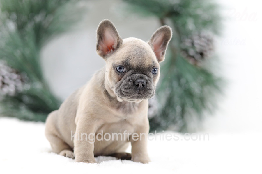 Kallie Image of Kallie, a French Bulldog puppy
