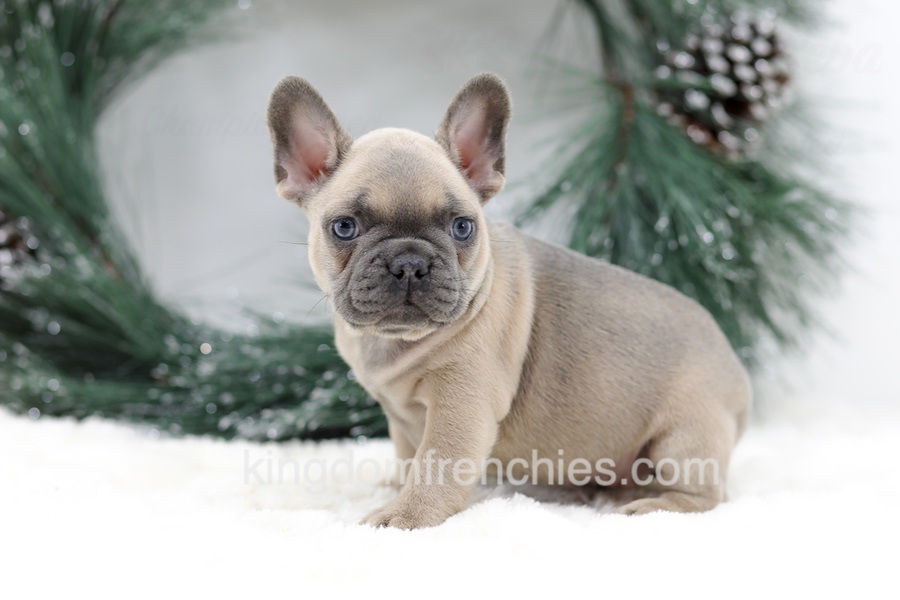 Kallie Image of Kallie, a French Bulldog puppy
