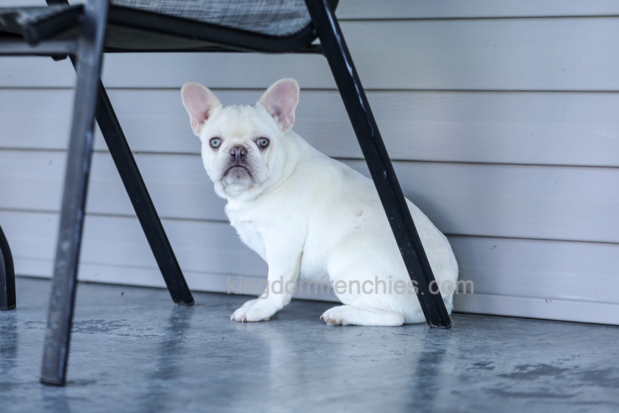 Dora - Cream Image of Dora - Cream, a French Bulldog puppy