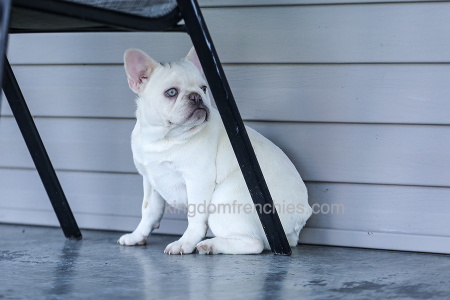 Dora - Cream Image of Dora - Cream, a French Bulldog puppy