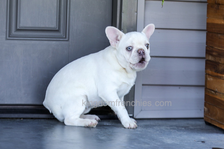 Dora - Cream Image of Dora - Cream, a French Bulldog puppy