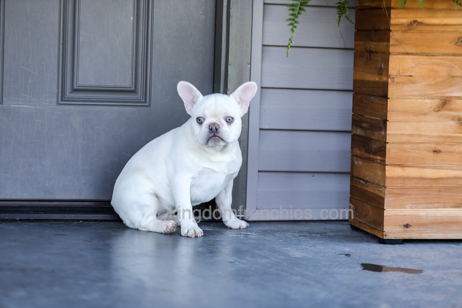 Dora - Cream Image of Dora - Cream, a French Bulldog puppy