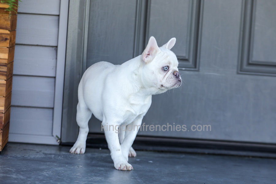 Dora - Cream Image of Dora - Cream, a French Bulldog puppy