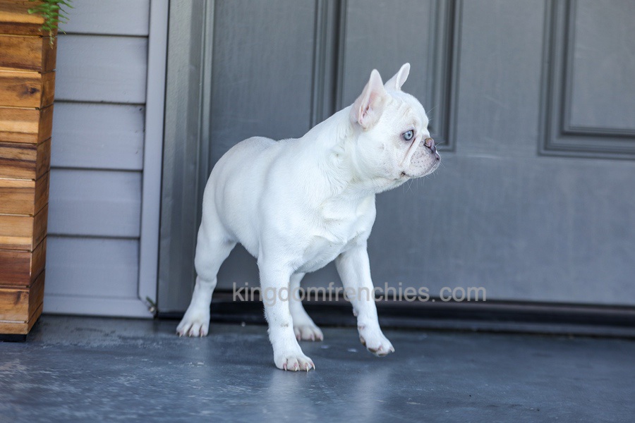 Dora - Cream Image of Dora - Cream, a French Bulldog puppy