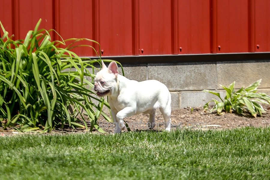 Dora - Cream Image of Dora - Cream, a French Bulldog puppy