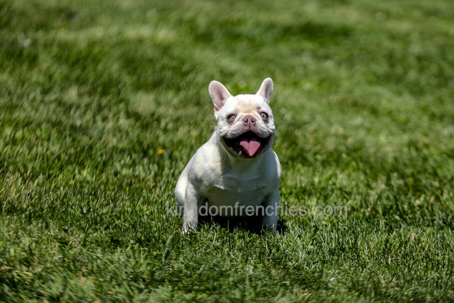 Dora - Cream Image of Dora - Cream, a French Bulldog puppy