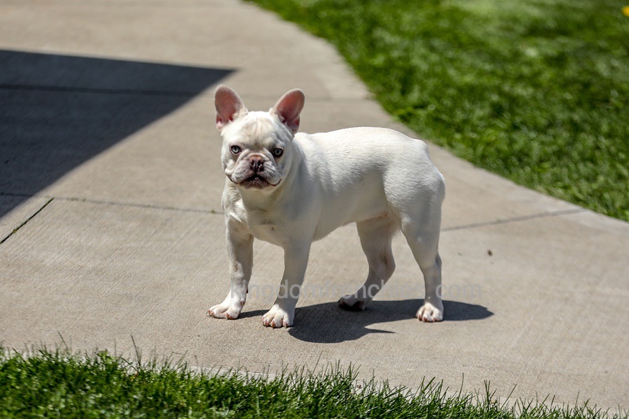 Dora - Cream Image of Dora - Cream, a French Bulldog puppy