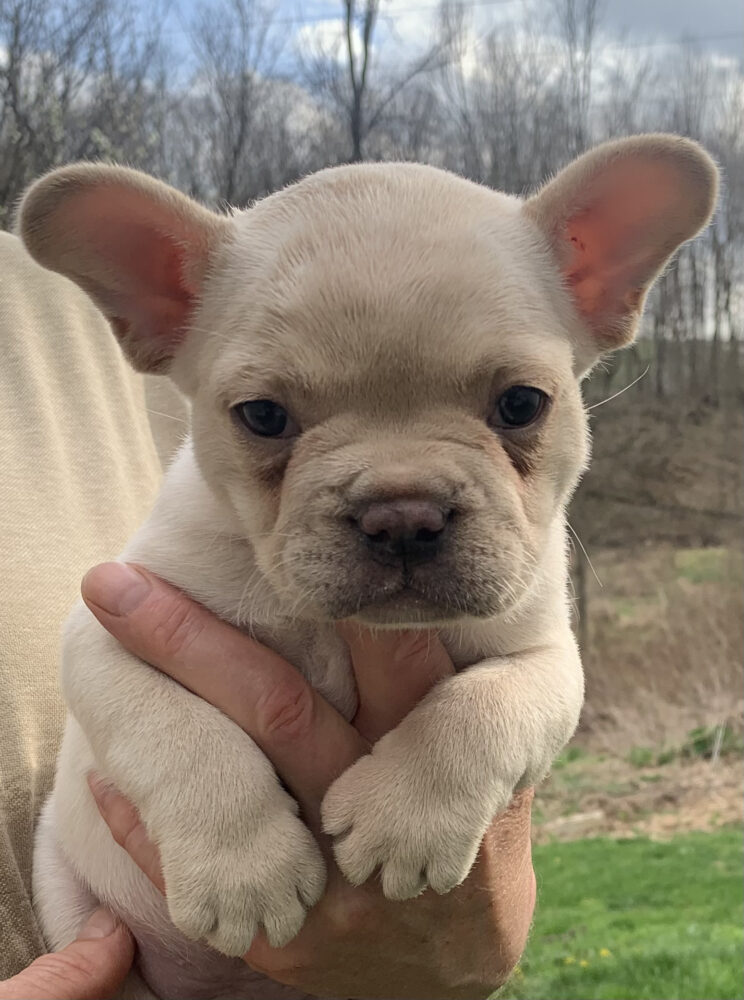 Larry Image of Larry, a French Bulldog puppy