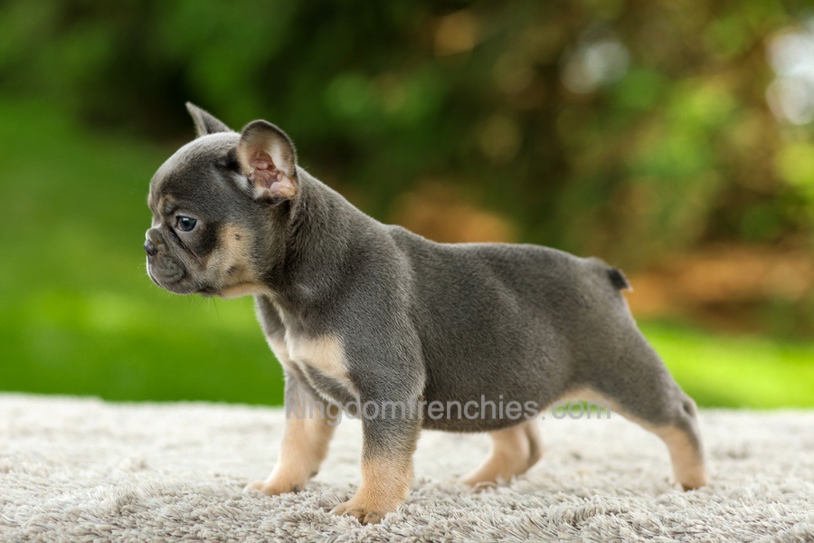 Fancy - Blue & Tan Image of Fancy - Blue & Tan, a French Bulldog puppy