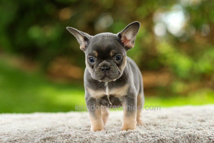 Fancy - Blue & Tan Image of Fancy - Blue & Tan, a French Bulldog puppy
