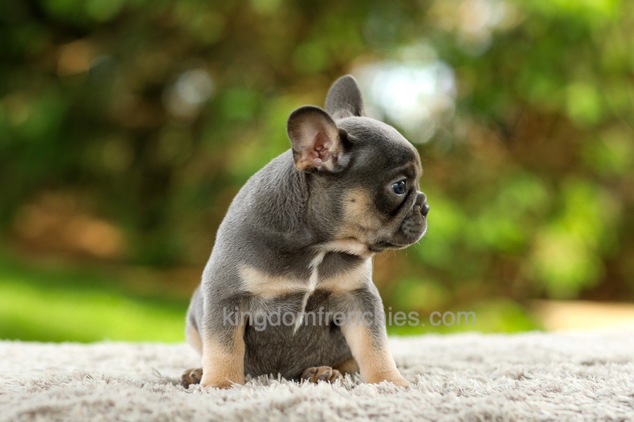 Fancy - Blue & Tan Image of Fancy - Blue & Tan, a French Bulldog puppy