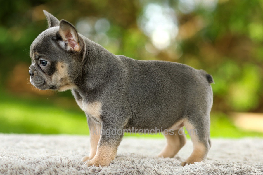 Fancy - Blue & Tan Image of Fancy - Blue & Tan, a French Bulldog puppy