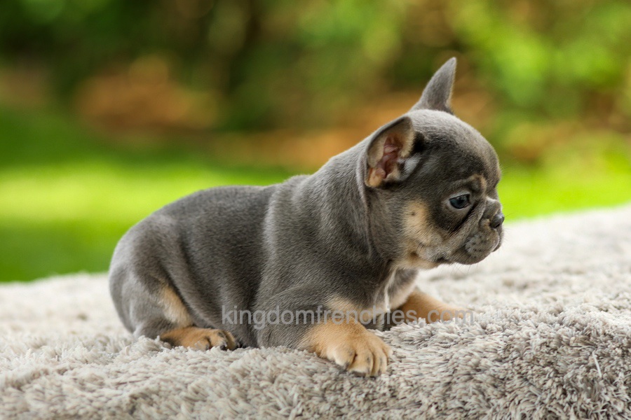 Fancy - Blue & Tan Image of Fancy - Blue & Tan, a French Bulldog puppy