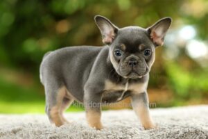 Image of Fancy - Blue & Tan, a French Bulldog puppy