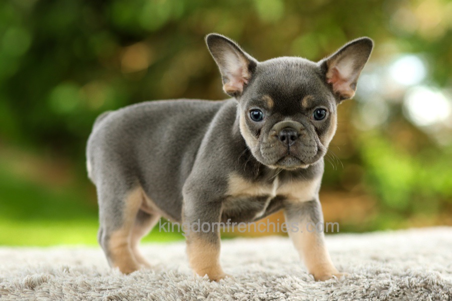 Fancy - Blue & Tan Image of Fancy - Blue & Tan, a French Bulldog puppy