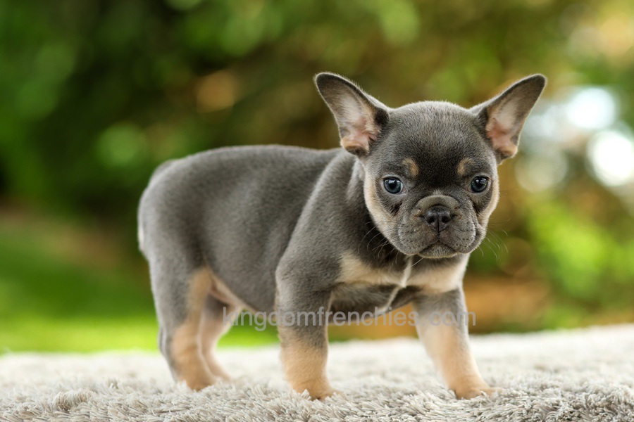 Fancy - Blue & Tan Image of Fancy - Blue & Tan, a French Bulldog puppy
