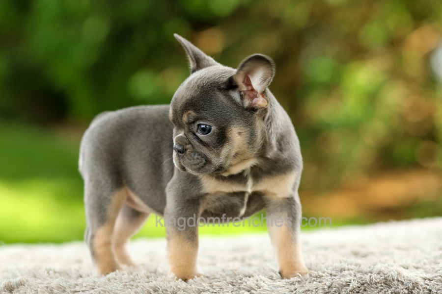 Fancy - Blue & Tan Image of Fancy - Blue & Tan, a French Bulldog puppy