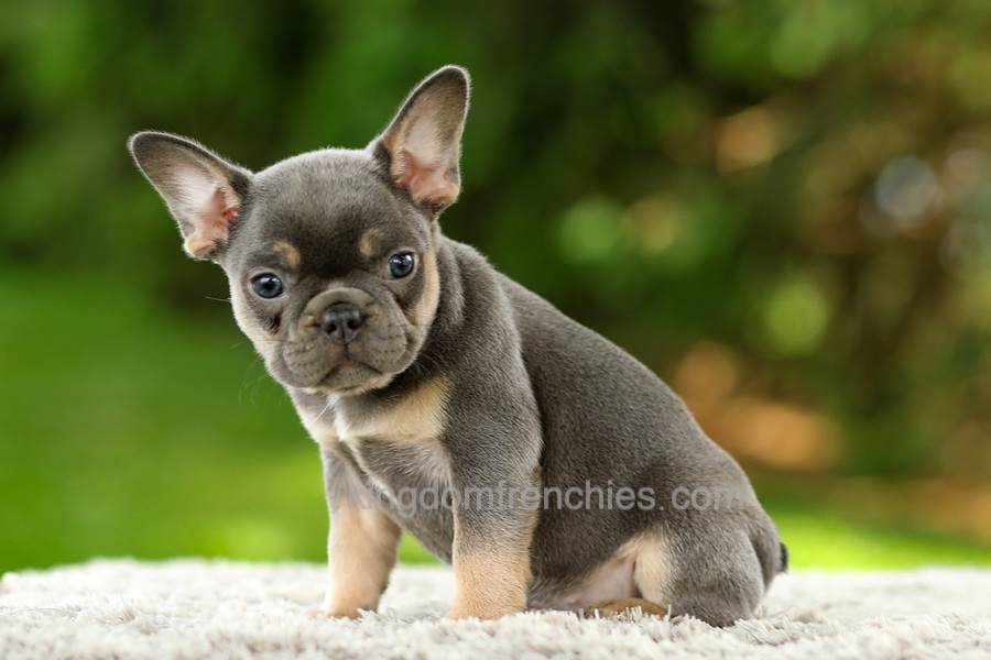 Fancy - Blue & Tan Image of Fancy - Blue & Tan, a French Bulldog puppy
