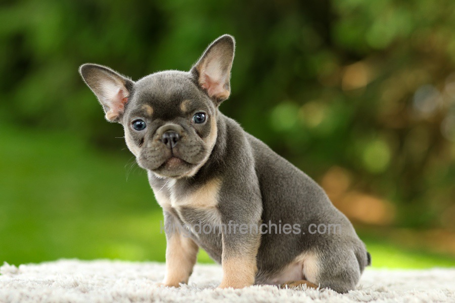Fancy - Blue & Tan Image of Fancy - Blue & Tan, a French Bulldog puppy