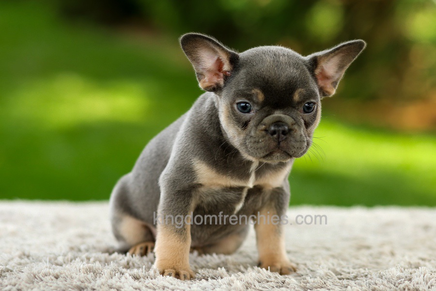 Fancy - Blue & Tan Image of Fancy - Blue & Tan, a French Bulldog puppy