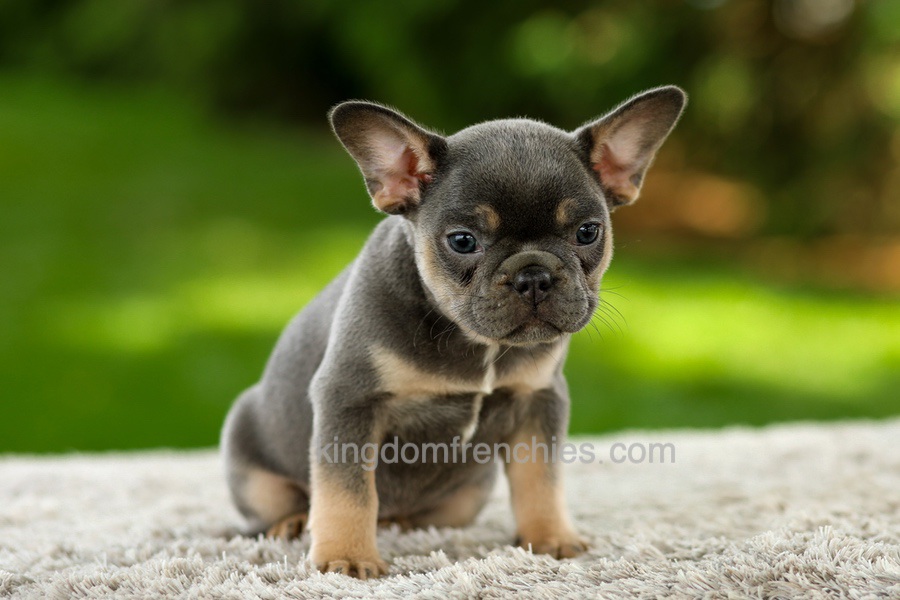 Fancy - Blue & Tan Image of Fancy - Blue & Tan, a French Bulldog puppy