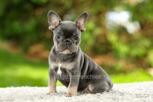 Image of Forest - Blue & Tan, a French Bulldog puppy