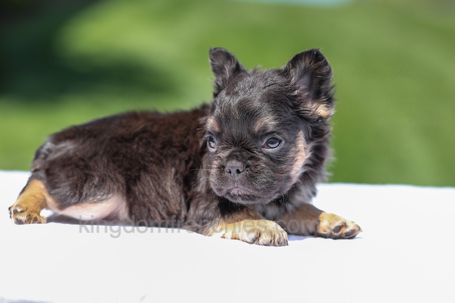 Jade - Black & Tan Fluffy Image of Jade - Black & Tan Fluffy, a French Bulldog puppy