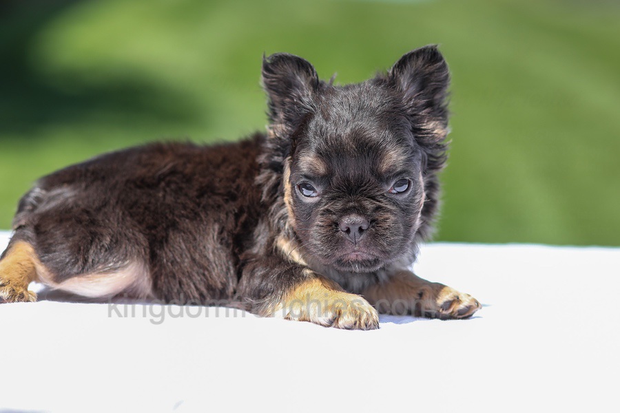 Jade - Black & Tan Fluffy Image of Jade - Black & Tan Fluffy, a French Bulldog puppy