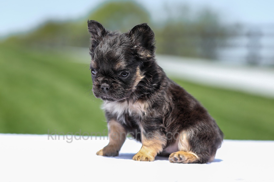 Jade - Black & Tan Fluffy Image of Jade - Black & Tan Fluffy, a French Bulldog puppy