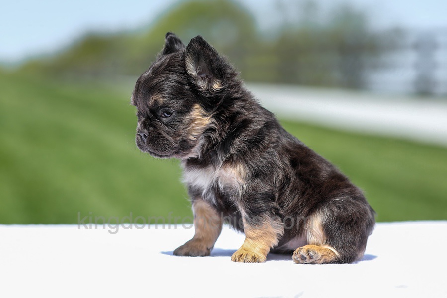 Jade - Black & Tan Fluffy Image of Jade - Black & Tan Fluffy, a French Bulldog puppy