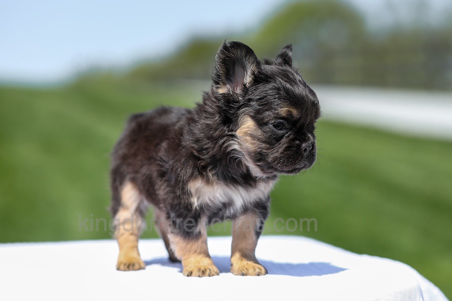 Jade - Black & Tan Fluffy Image of Jade - Black & Tan Fluffy, a French Bulldog puppy