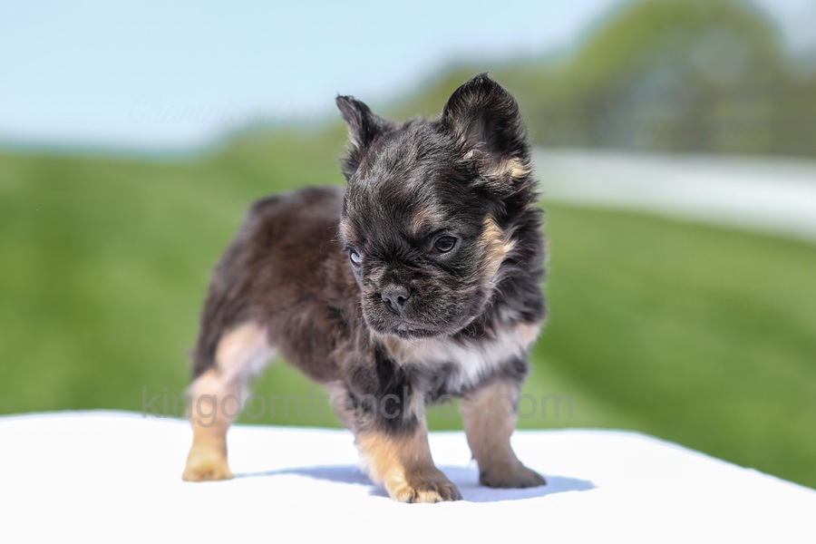 Jade - Black & Tan Fluffy Image of Jade - Black & Tan Fluffy, a French Bulldog puppy