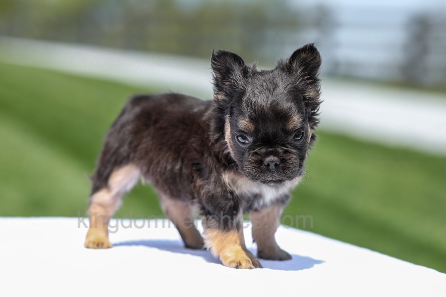 Jade - Black & Tan Fluffy Image of Jade - Black & Tan Fluffy, a French Bulldog puppy
