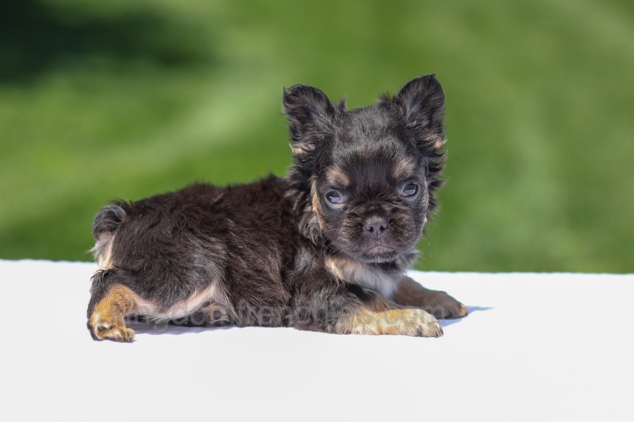 Jade - Black & Tan Fluffy Image of Jade - Black & Tan Fluffy, a French Bulldog puppy