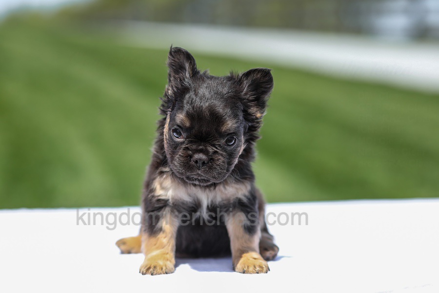 Jade - Black & Tan Fluffy Image of Jade - Black & Tan Fluffy, a French Bulldog puppy