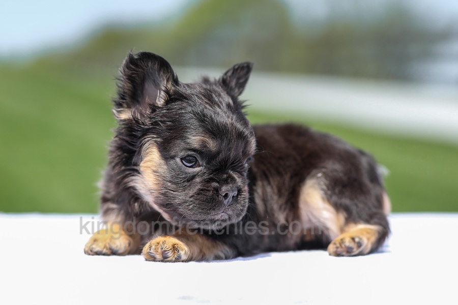 Jade - Black & Tan Fluffy Image of Jade - Black & Tan Fluffy, a French Bulldog puppy